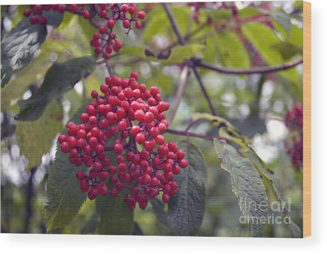 Berry Wood Print featuring the photograph Red Berries by Bill Thomson