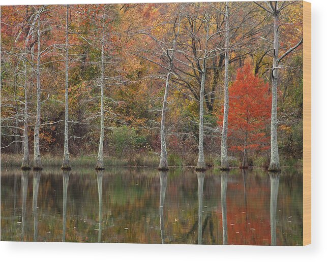 Trees Wood Print featuring the photograph Red Cypress Tree by Iris Greenwell