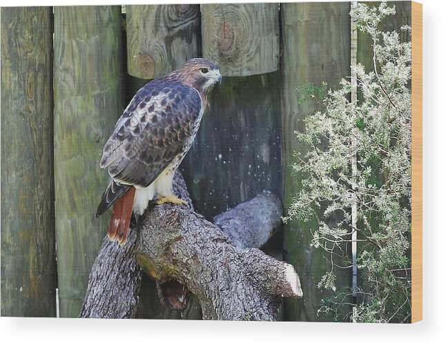 Hawk Wood Print featuring the photograph Red tailed Hawk by Bill Hosford