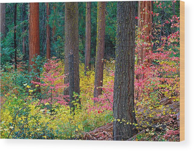 Autumn Wood Print featuring the photograph Redwoods and Dogwoods by Tim Fleming