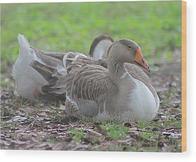 Ducks Wood Print featuring the photograph Resting Ducks by Jeanne Juhos
