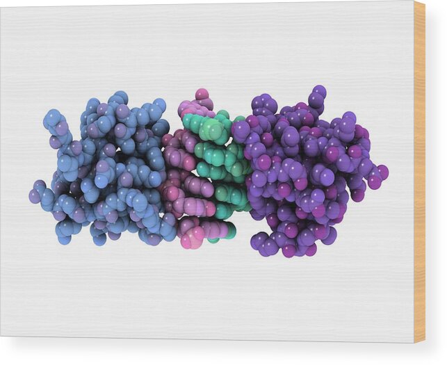 Z-rna Wood Print featuring the photograph Rna-editing Enzyme, Molecular Model by Laguna Design
