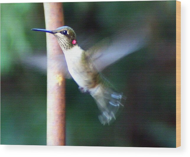 Ruby-throated Hummingbird Wood Print featuring the photograph Ruby Throated Hummer in Flight by Laurel Talabere