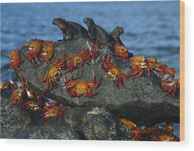 Mp Wood Print featuring the photograph Sally Lightfoot Crab Grapsus Grapsus by Tui De Roy