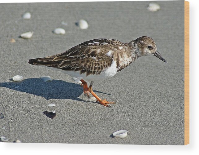Sandpiper Wood Print featuring the photograph Sandpiper 9 by Joe Faherty