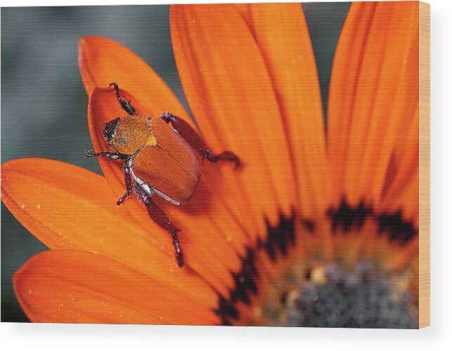 Mp Wood Print featuring the photograph Scarab Beetle On A Guzmania Flower by Michael & Patricia Fogden