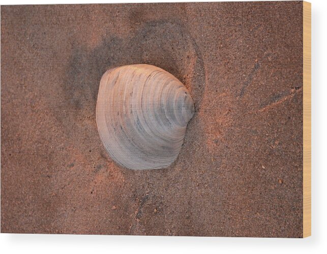 Shells Canvas Prints Wood Print featuring the photograph Seashell 123 by Joyce StJames