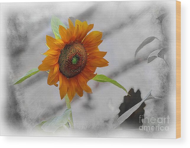 Sunflower Wood Print featuring the photograph Selective Color Sunflower by John Kolenberg