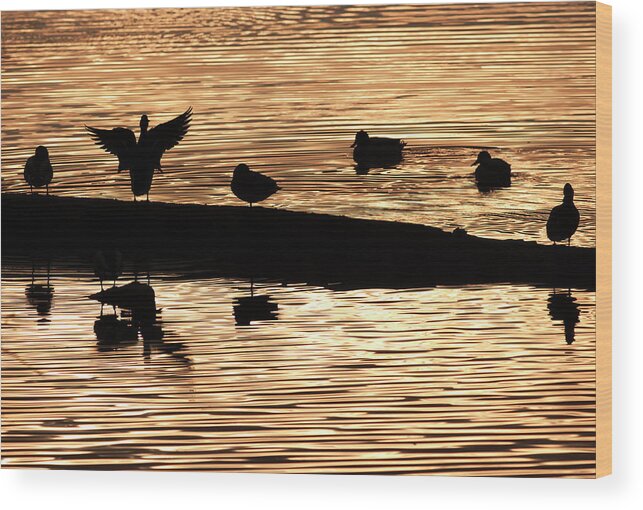 Ducks Wood Print featuring the photograph Silhouette by Terry Dadswell