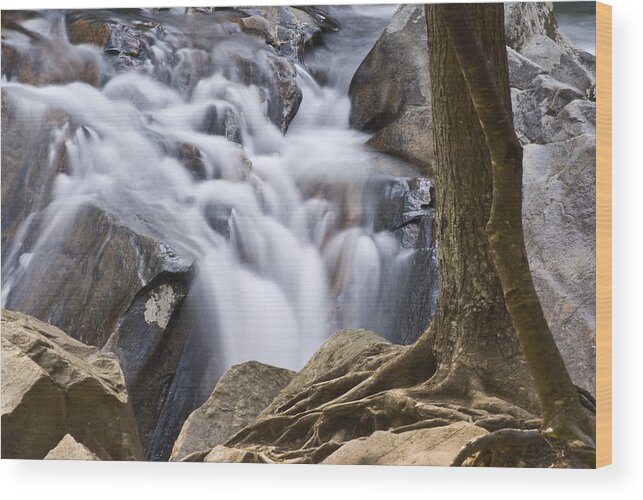 Great Smoky Mountains National Park Wood Print featuring the photograph Sinks Cascade and Tree by Rick Hartigan