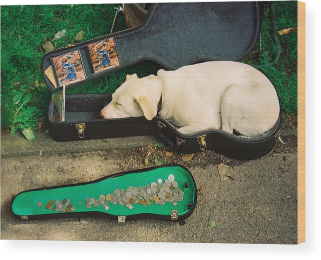 Dog Wood Print featuring the photograph Music Dog by Claude Taylor