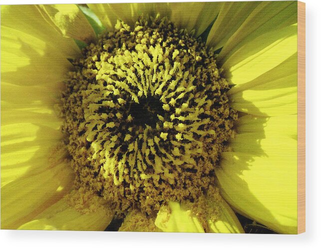 Agriculture Wood Print featuring the photograph Small sunflower by Emanuel Tanjala