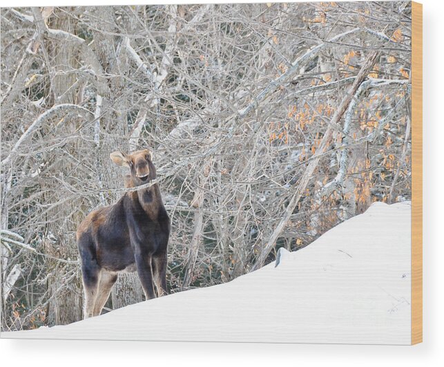 Moose Wood Print featuring the photograph Smiling Moose by Cheryl Baxter