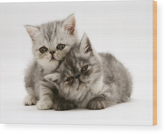 Kitten Wood Print featuring the photograph Smoke And Silver Exotic Shorthair Kitten by Jane Burton