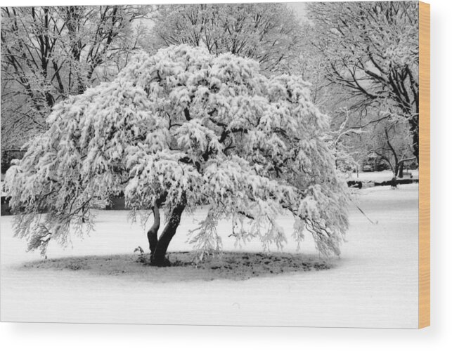 Snow Wood Print featuring the photograph Snow in Connecticut by John Scates