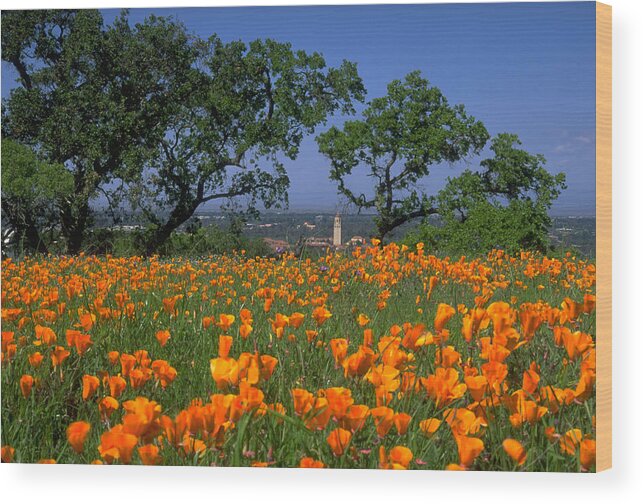Stanford Tower Oaks Poppies Foreground Wood Print featuring the photograph Springtime at Stanford by John Farley