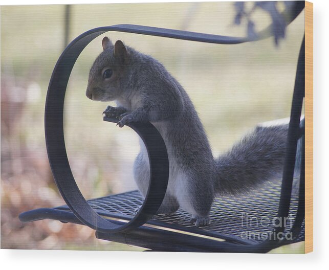 Squirrel Wood Print featuring the photograph Sqwirl by Robert E Alter Reflections of Infinity LLC