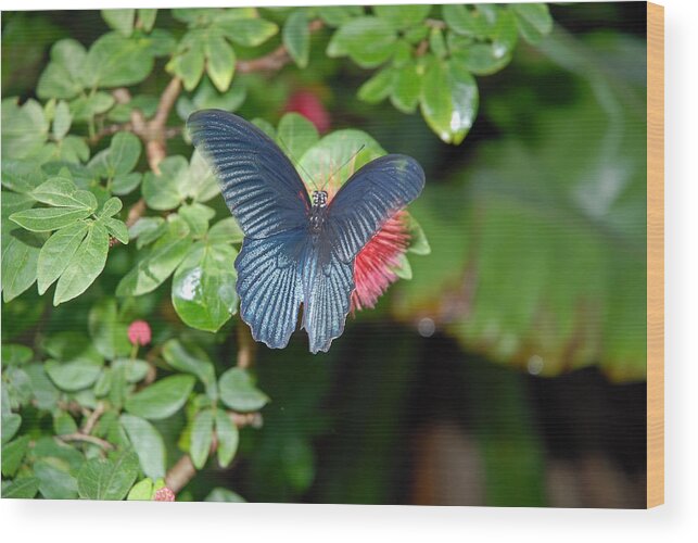 Great Mormon Butterfly Wood Print featuring the photograph Stealthy Red by Robert Meyers-Lussier