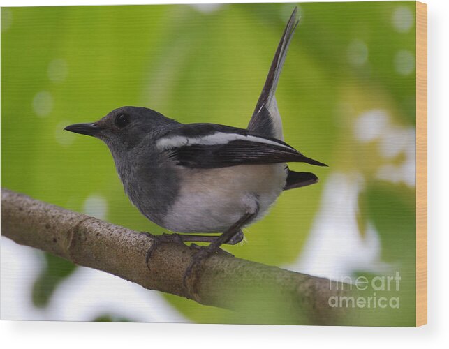 Magpie Wood Print featuring the photograph Study of a Magpie-Robin by Fotosas Photography