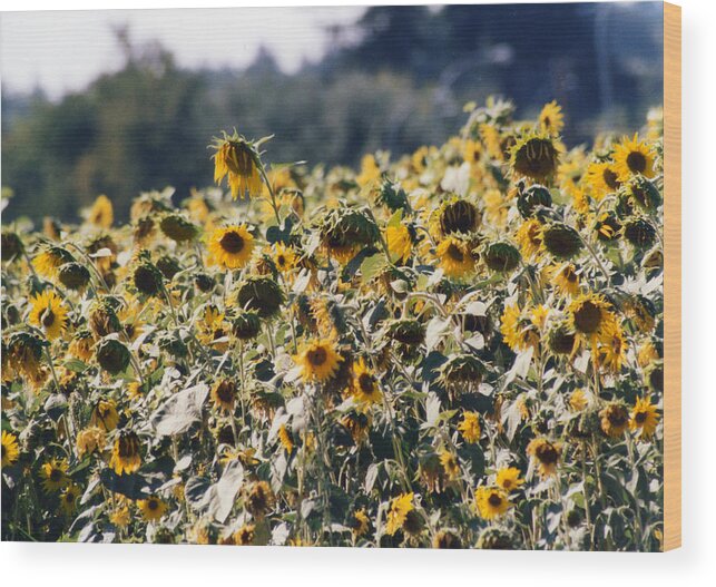 Sunflowers Wood Print featuring the photograph Sunflowers by Maureen E Ritter