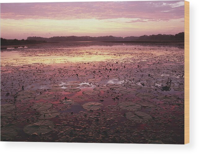 Mp Wood Print featuring the photograph Sunrise Over The Pongolo Flood Plain by Gerry Ellis