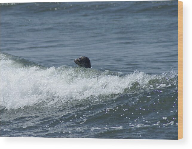 Seal Wood Print featuring the photograph Surfing Seal by Jerry Cahill