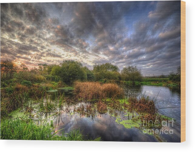 Hdr Wood Print featuring the photograph Swampy by Yhun Suarez