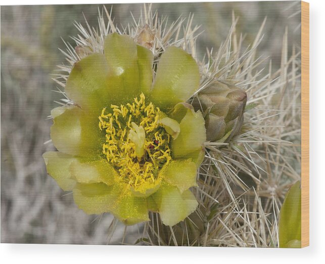 Teddy Bear Wood Print featuring the photograph Teddy Bear Cactus by Betty Depee