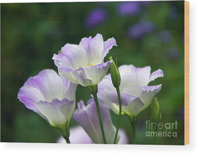 Lisianthus And Turquoise Hoverfly Wood Print featuring the photograph Texas Bluebell And Turquoise Visitor by Byron Varvarigos