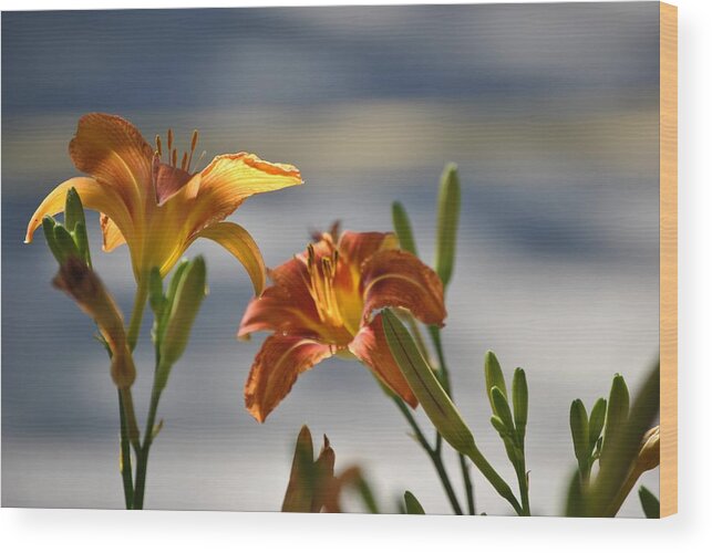  Flower Photos Wood Print featuring the photograph Flower Day lilly by Marysue Ryan