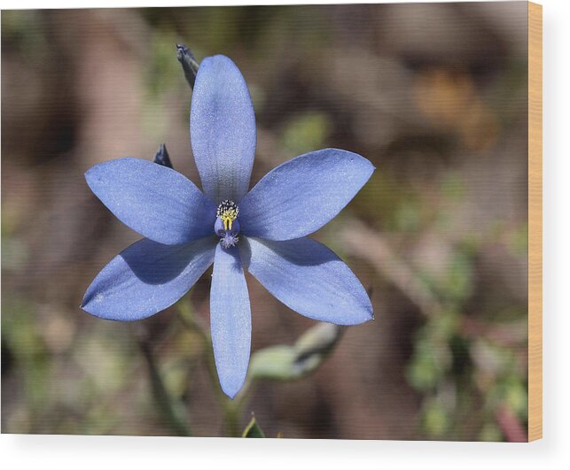 Thelymitra Crinita Wood Print featuring the photograph Thelymitra crinita Blue Lady Orchid 1 by Tony Brown