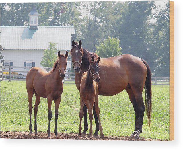  Wood Print featuring the photograph 'Three Horses of Course' by PJQandFriends Photography