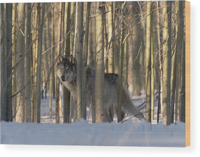 Mp Wood Print featuring the photograph Timber Wolf Canis Lupus Camouflaged by Konrad Wothe