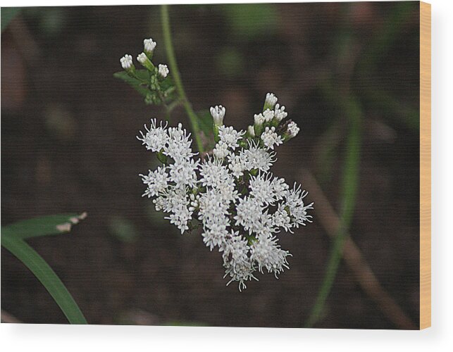 Wild Flowers Wood Print featuring the photograph Tiny Wild Flowers by Rick Friedle