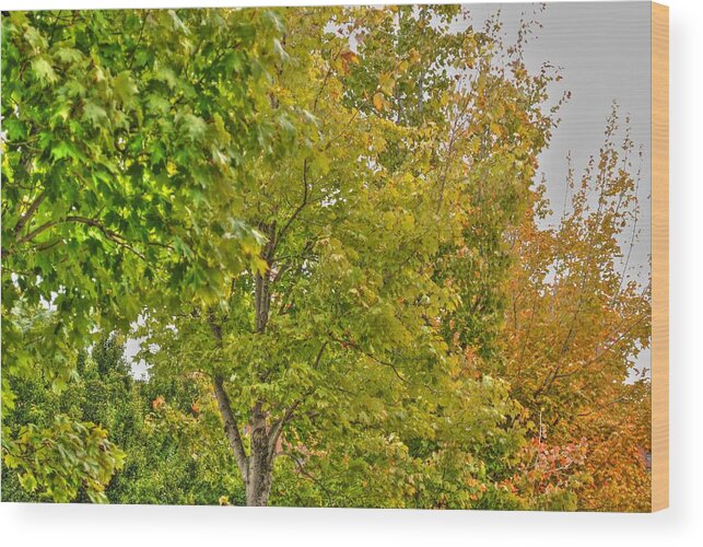  Wood Print featuring the photograph Transition of Autumn Color by Michael Frank Jr