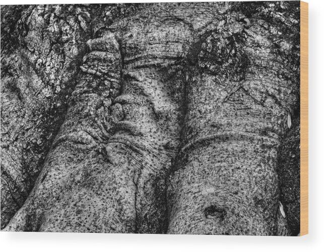 B & W Wood Print featuring the photograph Tree Face by Dennis Dame