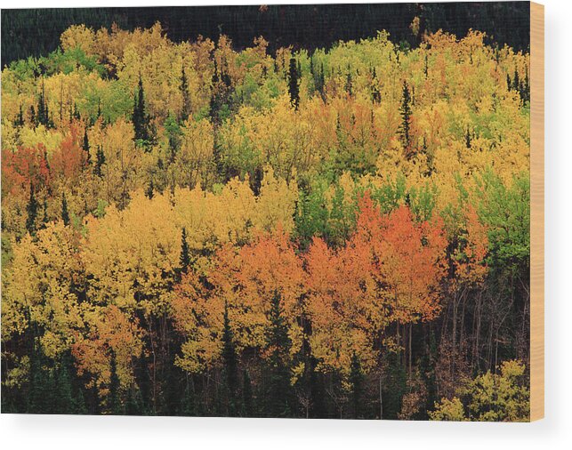 Nis Wood Print featuring the photograph Trees In Fall Colors, Denali by Rob Reijnen