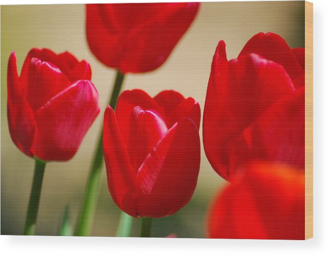 Red Wood Print featuring the photograph Tulips of Red by Wanda Jesfield