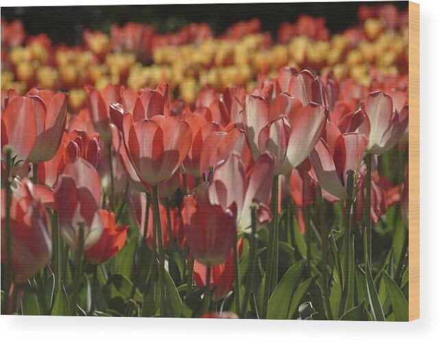 Tulips Wood Print featuring the photograph Tulips by Ralph Jones