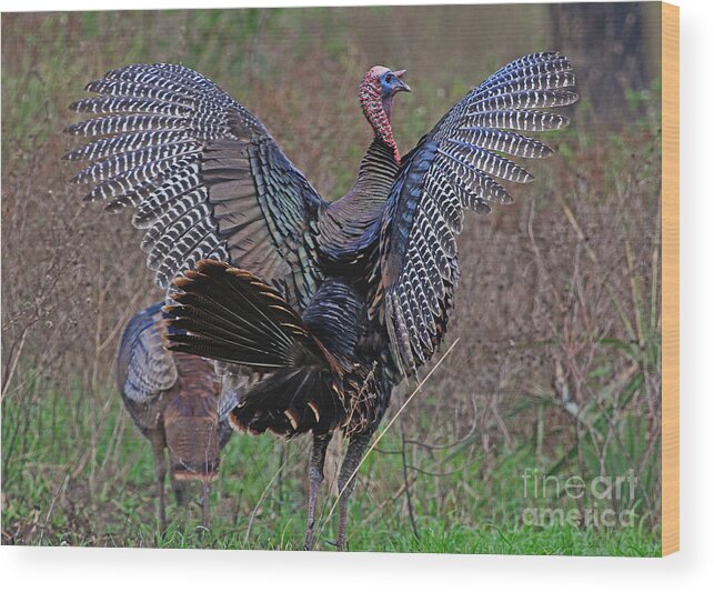 Bird Wood Print featuring the photograph Turkey Revelation by Larry Nieland