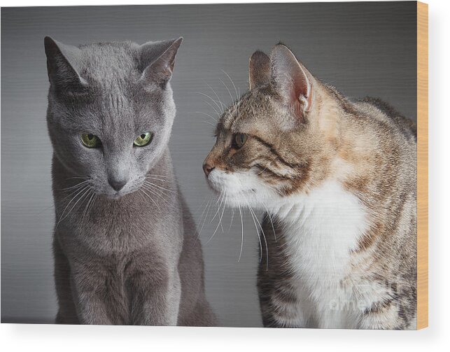 Cat Wood Print featuring the photograph Two Cats by Nailia Schwarz