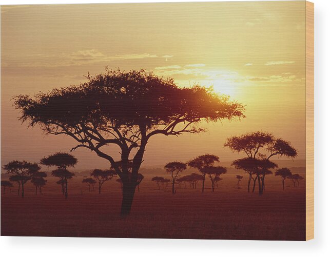 Mp Wood Print featuring the photograph Umbrella Thorn Acacia Tortilis Trees by Gerry Ellis