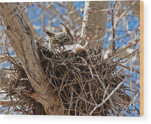 Owl Wood Print featuring the photograph Watching Me by Stephen Johnson