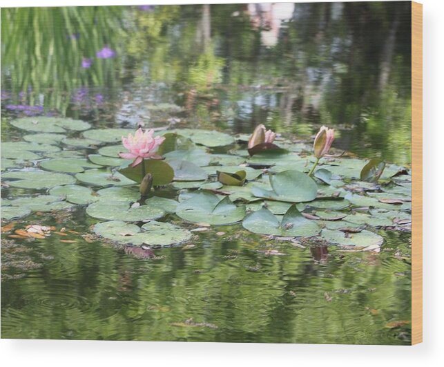 Water Lilies Wood Print featuring the photograph Water Lilies Brookgreen Gardens by Jeanne Juhos