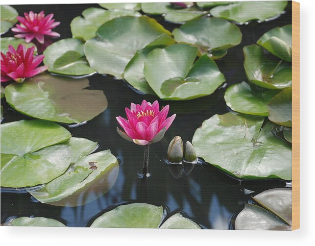 Water Lilies Wood Print featuring the photograph Water Lilies by Jennifer Ancker