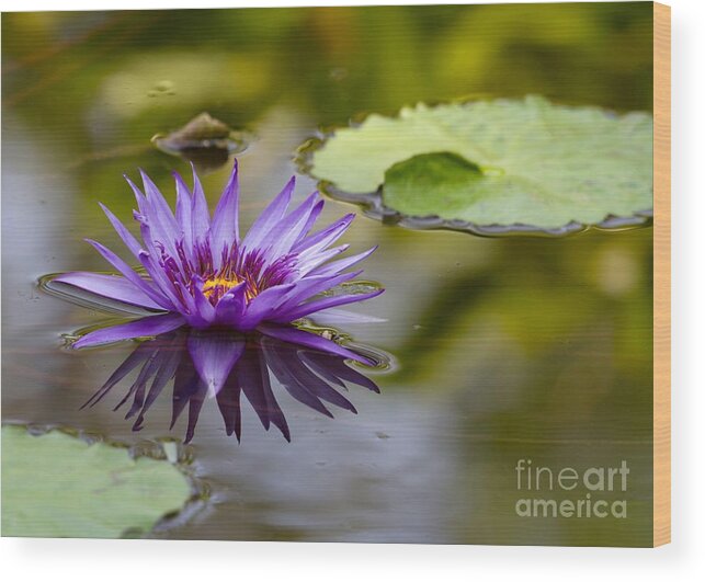 Water Lily Wood Print featuring the photograph Water Lily Kissing the Water by Sabrina L Ryan
