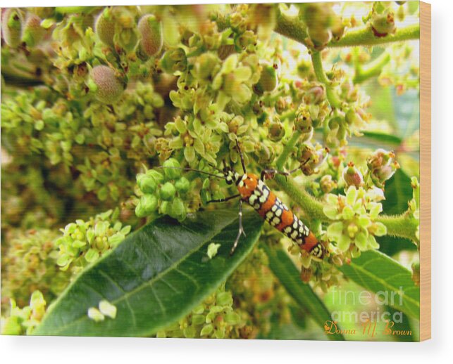 Tree Wood Print featuring the photograph Webworm Moth by Donna Brown