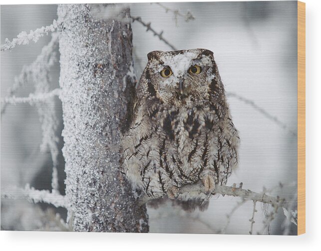 00170600 Wood Print featuring the photograph Western Screech Owl Perching In A Tree by Tim Fitzharris