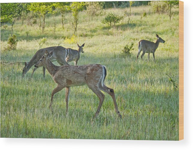 Whitetail Wood Print featuring the photograph Whitetail Deer Feeding 5980 0631 by Michael Peychich