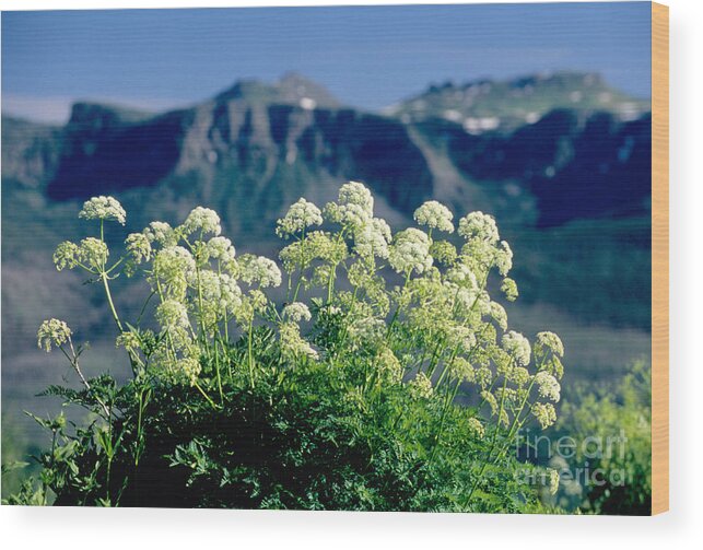 Colorado Landscape Wood Print featuring the photograph Wild Angelica by James Steinberg and Photo Researchers